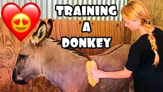 Donkey Training  Taming and Halter Tips [upl. by Menell]