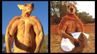 Meet Roger The Giant Ripped Kickboxing Kangaroo Who Crushes Metal [upl. by Tabbatha]