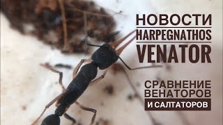 Новости Harpegnathos venator и сравнение Венаторов и Салтаторов [upl. by Compte]