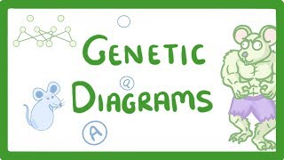 GCSE Biology  Genetic Diagrams 73 [upl. by Yroger]