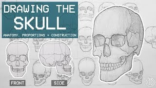 Drawing The SKULL  Anatomy Proportions amp Construction  Anatomy 1 [upl. by Liddle]