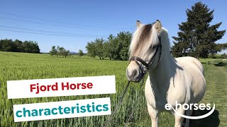 Fjord Horse  characteristics origin amp disciplines [upl. by Valentijn588]