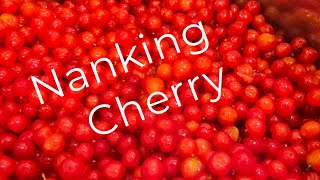 Step By Step To Making Cherry Jelly [upl. by Whitehurst]