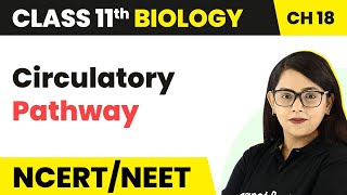 Circulatory Pathway  Body Fluids And Circulation  Class 11 BiologyNEETAIIMS [upl. by Ttehr]