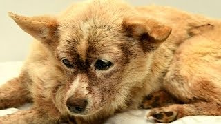 Dog infested with 100000 fleas makes remarkable recovery [upl. by Stormie353]