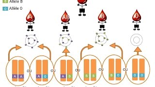 SVT  cours  Les allèles [upl. by Grega]