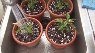 How to grow Grapefruit from seed repotting [upl. by Jacinto]