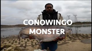 Conowingo Monster [upl. by Hcra522]