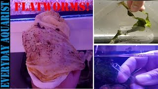 3 Ways To Get Rid Of Red Flatworm Planaria In Saltwater Aquarium [upl. by Kwang381]