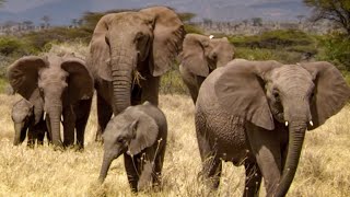 Elephants Take Care of Orphaned Babies  This Wild Life  BBC Earth [upl. by Asfah692]