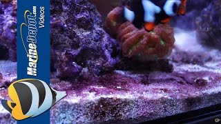 Red Slime How to Prevent and Remove Cyanobacteria [upl. by Haerb646]