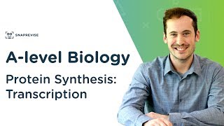 Protein Synthesis Transcription  Alevel Biology  OCR AQA Edexcel [upl. by Zora]