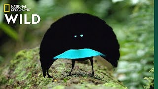 Rare Footage of New Bird of Paradise Species Shows Odd Courtship Dance  Nat Geo Wild [upl. by Joela489]