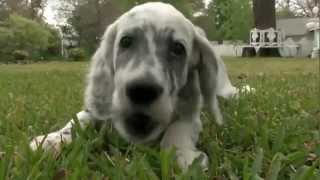 Dog Breeds  English setter Dogs 101 Animal Planet [upl. by Semyaj927]