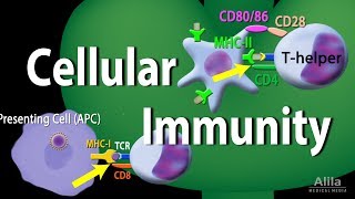 Cellular Immunity  Adaptive Immunity part 1 Animation [upl. by Sadowski]