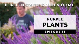 Purple Plants  Perennials amp Annuals Garden Home VLOG 2019 4K [upl. by Phoebe356]