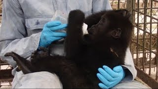 Update on Bobga the gorilla orphan  victim of wildlife trafficking [upl. by Oflunra664]