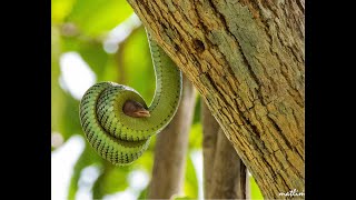 Snake swallows bird [upl. by Richelle]