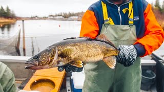 Catching Spawning Walleye Learning About Walleye Biology [upl. by Nirraj]