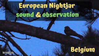 European nightjar caprimulgus europaeus sound and observation in Belgium  Europese nachtzwaluw [upl. by Mcnelly]