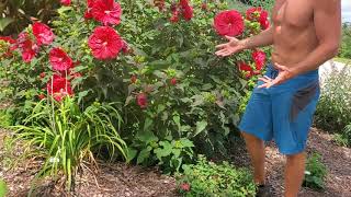 How to Grow Hardy Hibiscus [upl. by Schouten]