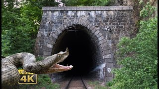 Rail traffic in Romania  Snakes tunnels bridges  National Park Jiului 4K [upl. by Thorne]