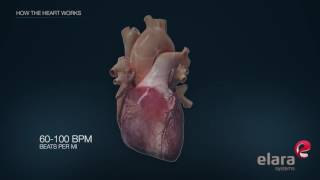 Heart in 3D Animation How the Heart Works [upl. by Bobbi]