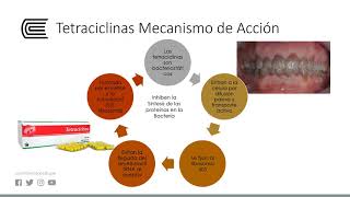 Antibióticos betalactámicos Penicilinas y cefalosparinas [upl. by Atinav419]