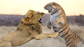 Barbary Lion VS Bengal Tiger  Bengal Tiger VS Barbary Lion Who Would Win [upl. by Llecrep227]