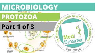 Protozoa  Microbiology  USMLE STEP 1  Part 1 of 3 [upl. by Senzer]