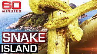 The deadliest place on earth Snake Island  60 Minutes Australia [upl. by Franklin]