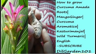 How To Grow Curcuma Amada Aromatica Mango Ginger StepsWild TurmericRootsKasturimanjal English [upl. by Ettennod]