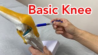 Basic anatomy of knee joint [upl. by Reisman476]