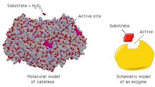 The Enzyme Catalase and How It Works [upl. by Nim]