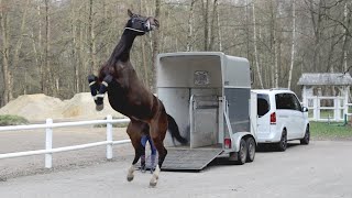 Pferde Rinder Gaucho  Linn beim Westernreiten  Dein großer Tag [upl. by Rekoob]