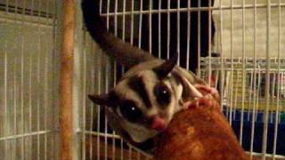 Sugar Glider Barking [upl. by Enelez]