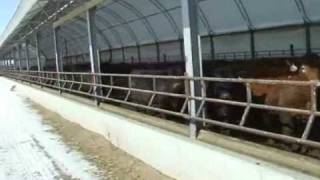 Finishing Cattle in Hoop Barns [upl. by Arlene]