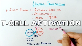 Mechanism of TCELL ACTIVATION [upl. by Isla156]