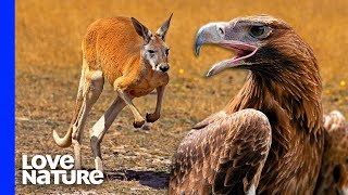 Australias Largest Eagle Attacks Kangaroo [upl. by Assirehc]