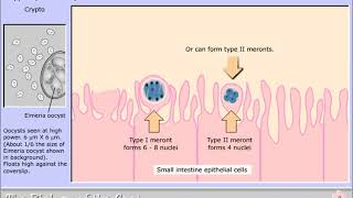 Life cycle of Cryptosporidium parvum [upl. by Eimile527]