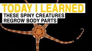 TIL These Spiny Sea Creatures Can Regrow Lost Body Parts  Today I Learned [upl. by Gaskill491]