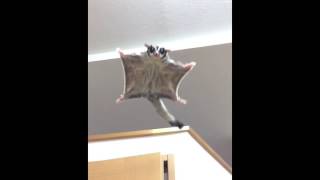 SUGAR GLIDER FLYING COMPILATION [upl. by Orfinger]