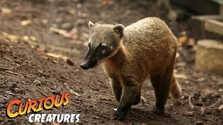 Coati  Curious Creatures [upl. by Dituri]