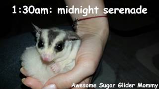 A Day In The Life Of A Sugar Glider Owner [upl. by Eimaj]