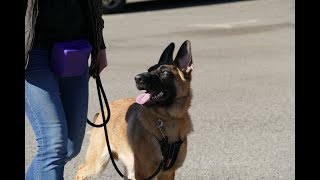 Max  5 month old Malinois x German Shepherd Puppy  4 Weeks Residential Dog Training [upl. by Quent]