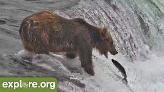 Amazing Salmon Catches  Best of Bear Cam [upl. by Persian418]