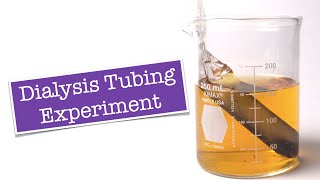 Dialysis Tubing Experiment [upl. by Vadim]