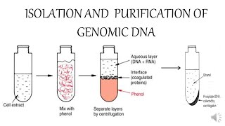 ISOLATION AND PURIFICATION OF GENOMIC DNA [upl. by Nulubez]