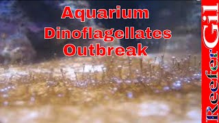 How To Treat DinoflagellatesSaltwater Aquarium [upl. by Haelat]