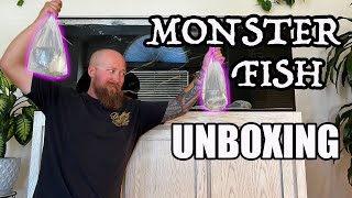 Predatory Fins UNBOXING  MONSTER FISH 🐠 [upl. by Esej]